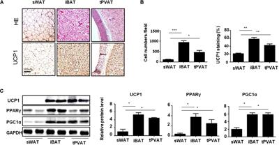 Decrease of Perivascular Adipose Tissue Browning Is Associated With Vascular Dysfunction in Spontaneous Hypertensive Rats During Aging